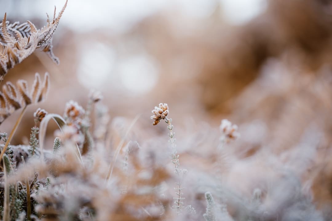 盖尔·加朵回应《白雪公主》票房惨败